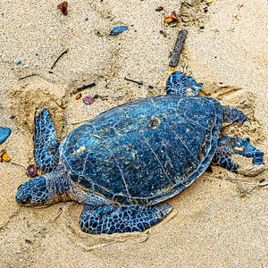 sandy turtle