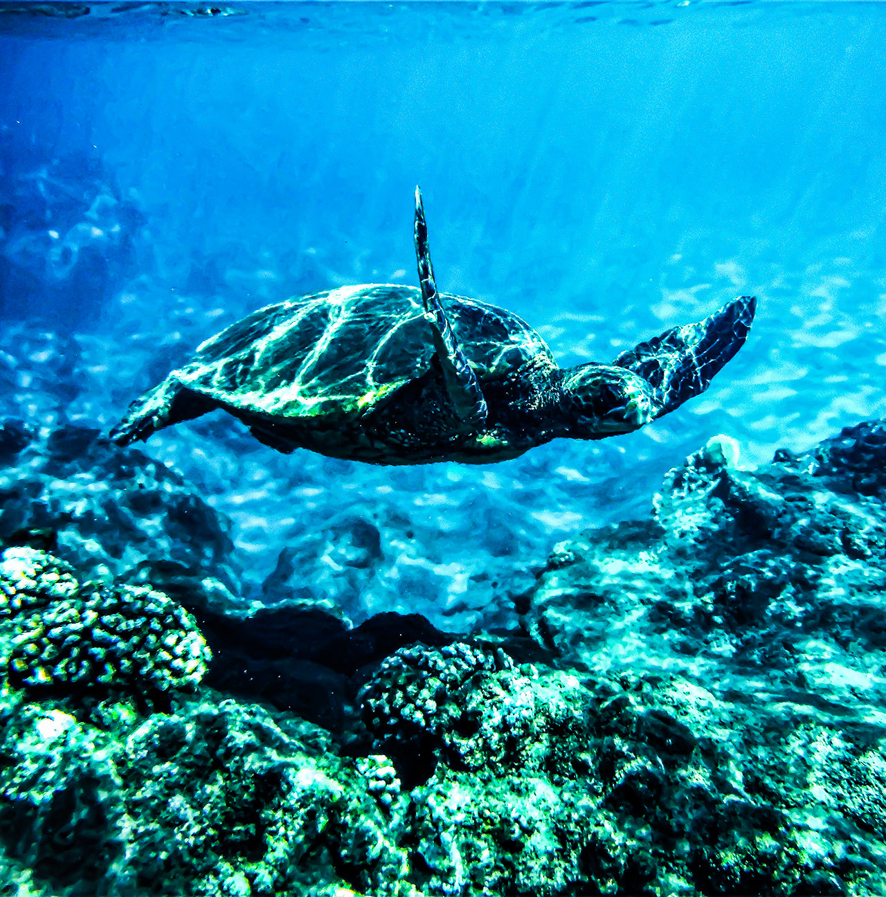 maui island ornament swimming turtle